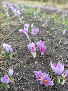 Champ de Crocus où on voit bien les pistils